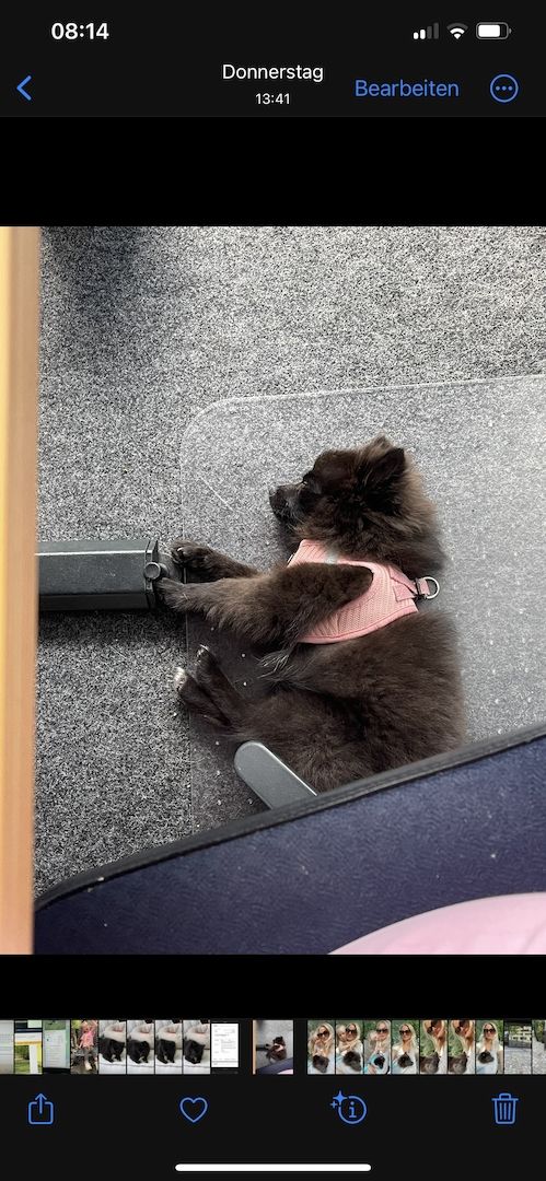 Zwergspitz/Pomeranian