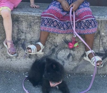 Zwergspitz/Pomeranian