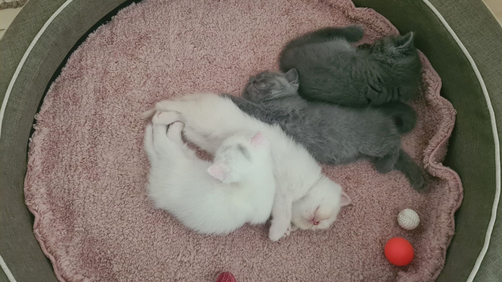 Katzenbabys Britisch Langhaarmix