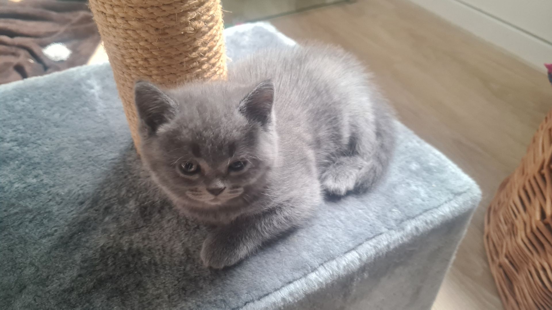 Katzenbabys Britisch Langhaarmix