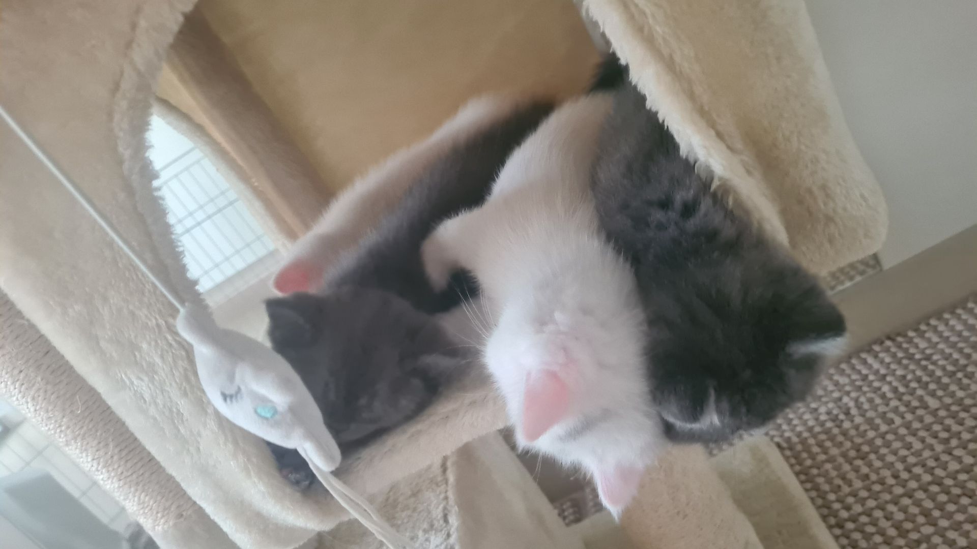 Katzenbabys Britisch Langhaarmix