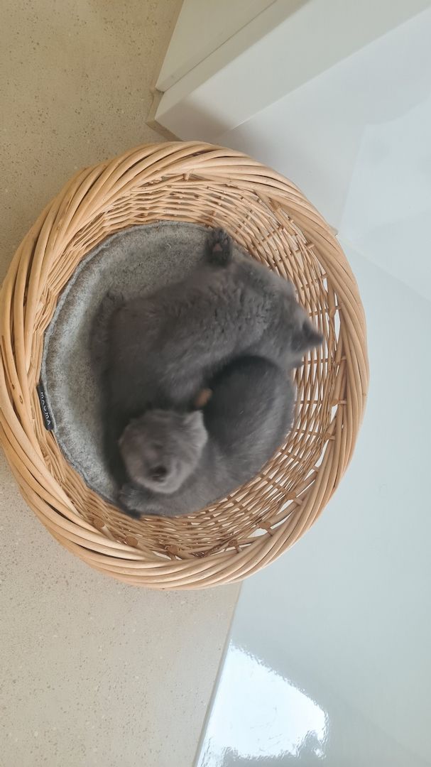 Katzenbabys Britisch Langhaarmix