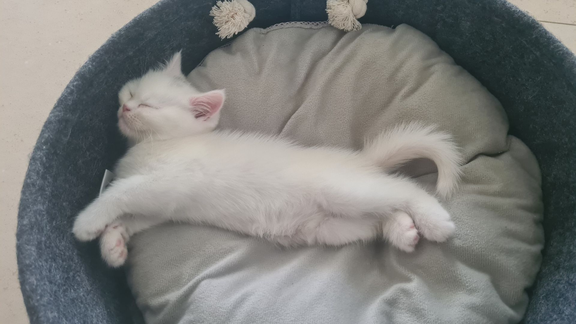 Katzenbabys Britisch Langhaarmix