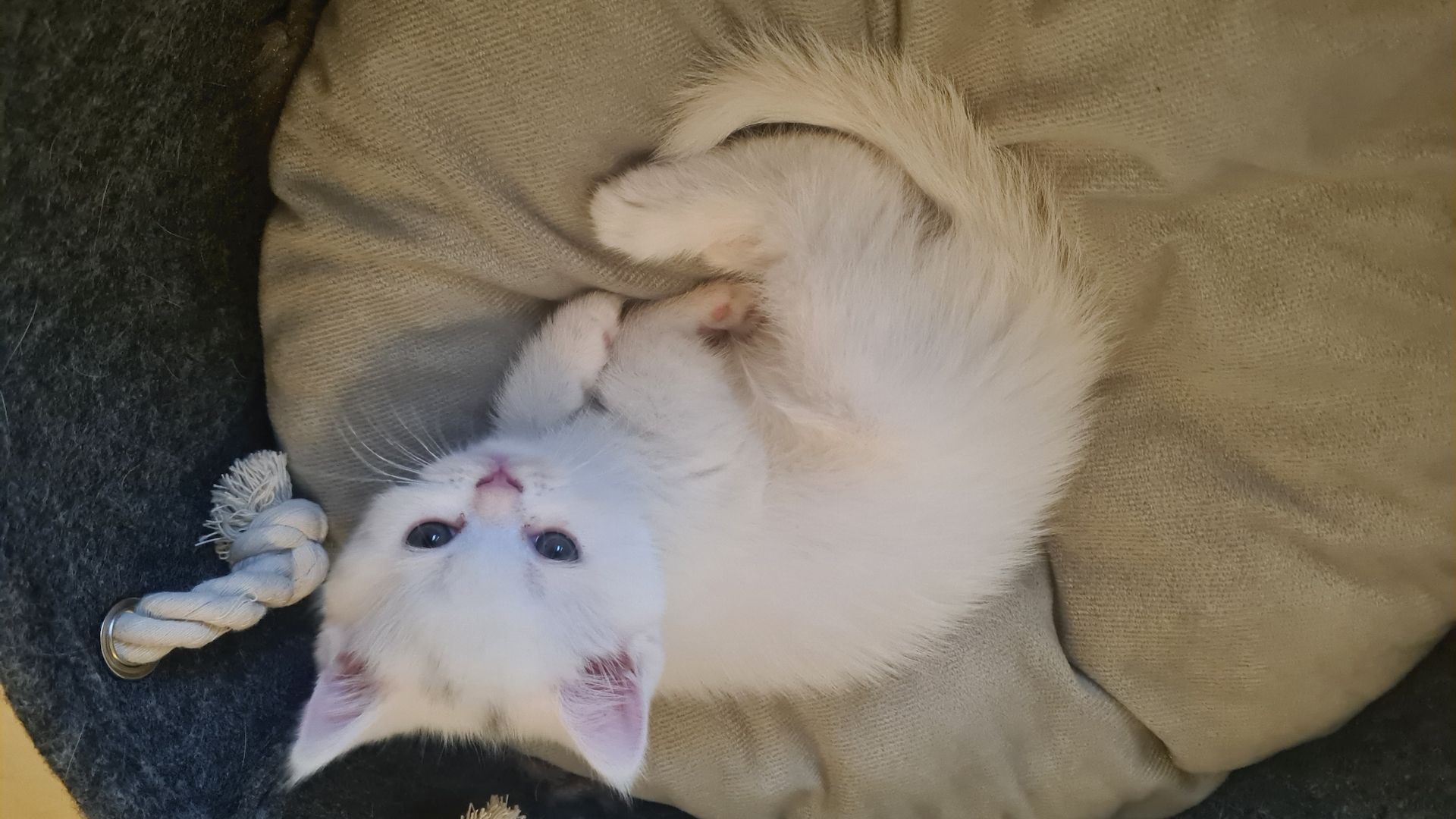 Katzenbabys Britisch Langhaarmix