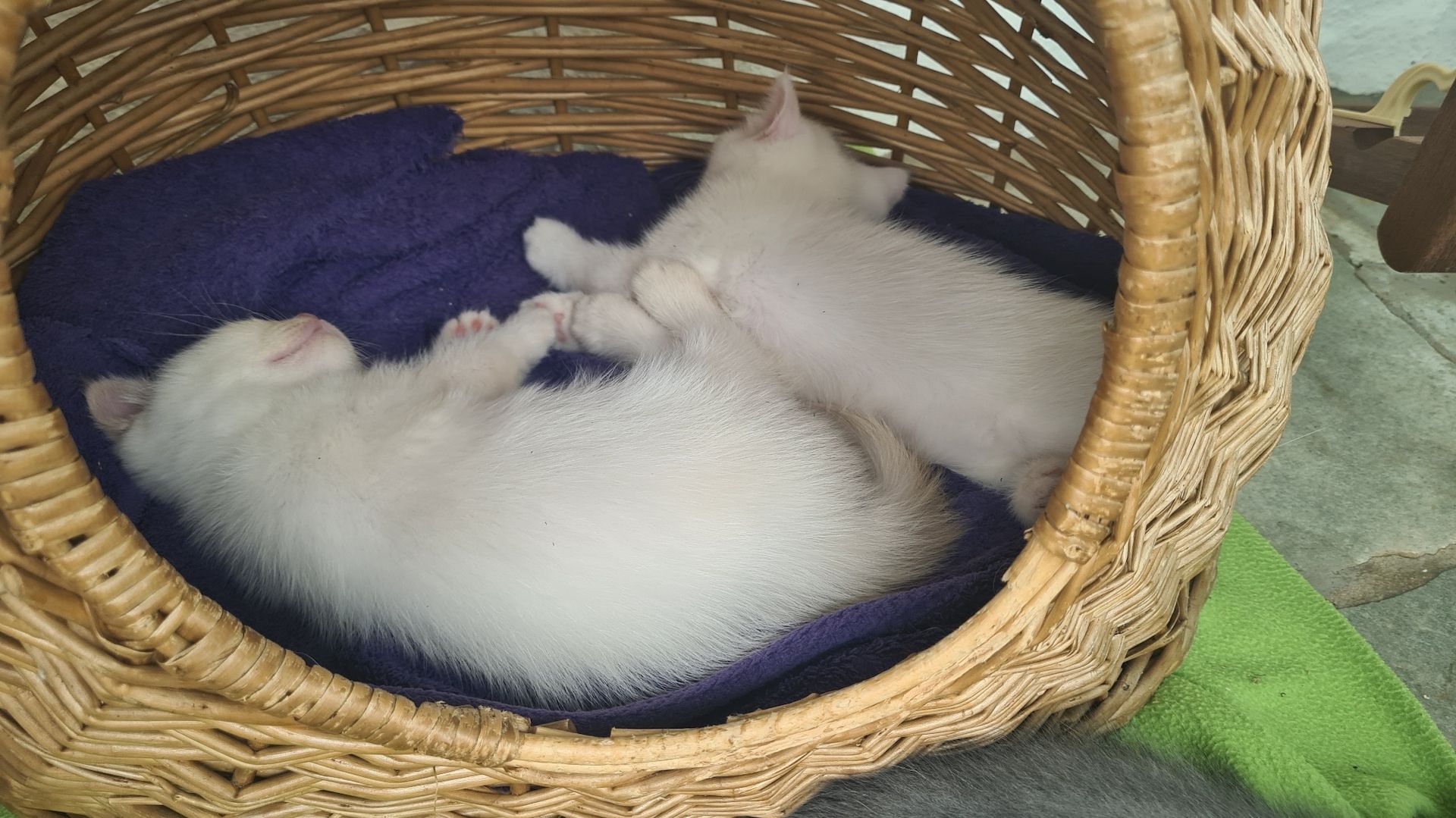 Katzenbabys Britisch Langhaarmix