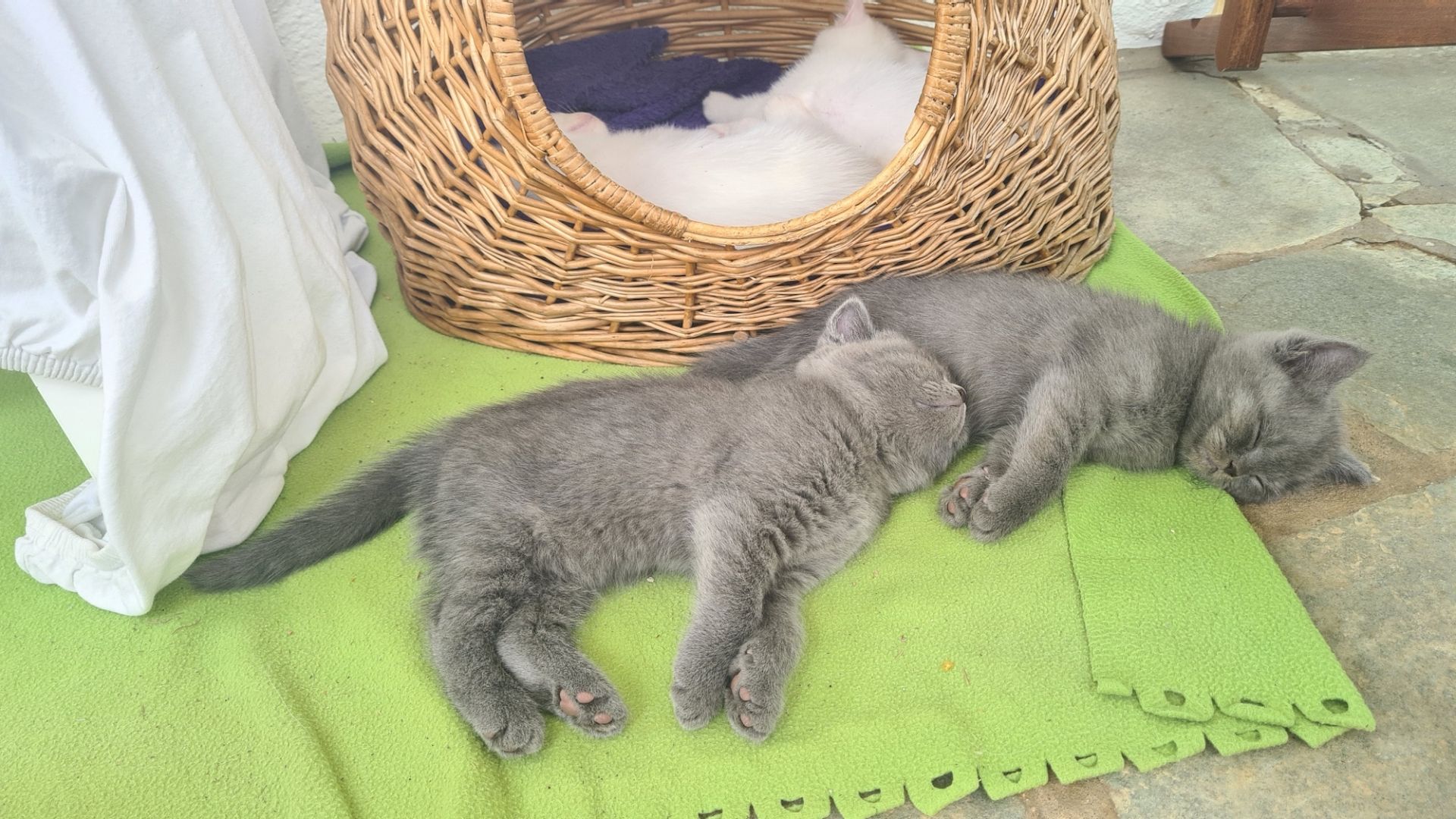 Katzenbabys Britisch Langhaarmix