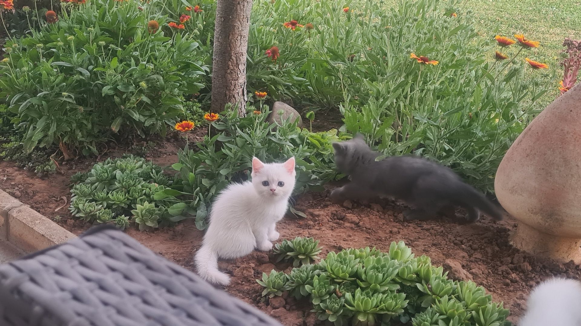 Katzenbabys Britisch Langhaarmix