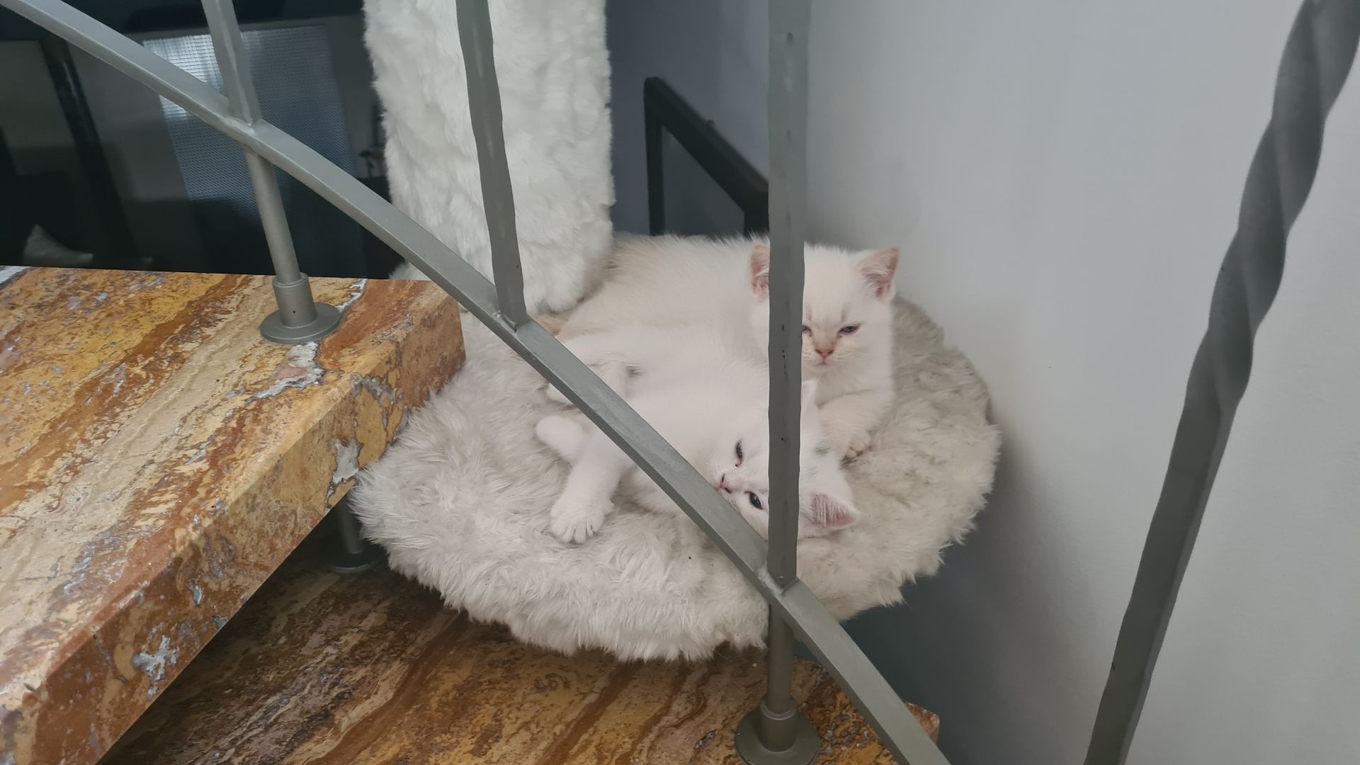 Katzenbabys Britisch Langhaarmix