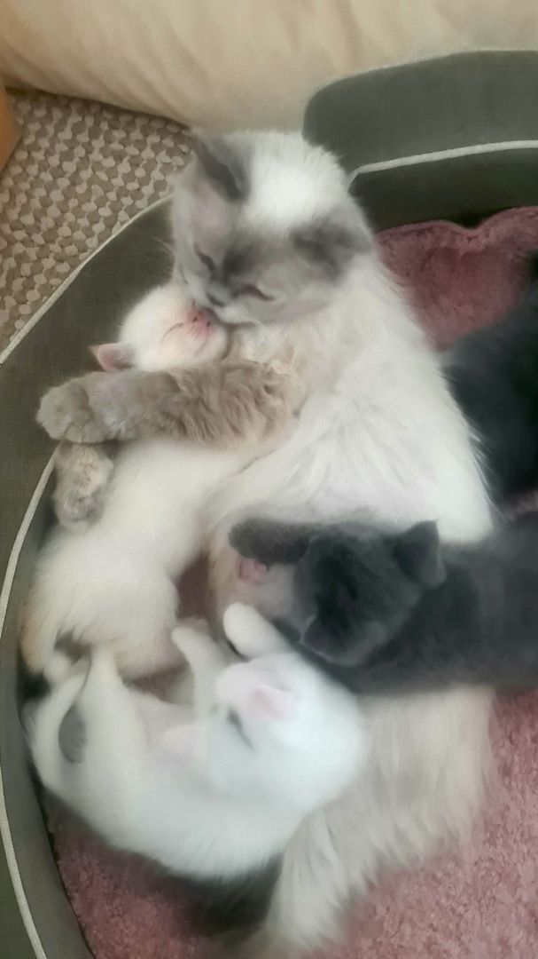 Katzenbabys Britisch Langhaarmix