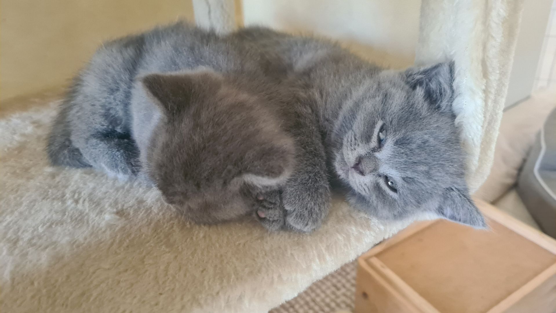 Katzenbabys Britisch Langhaarmix