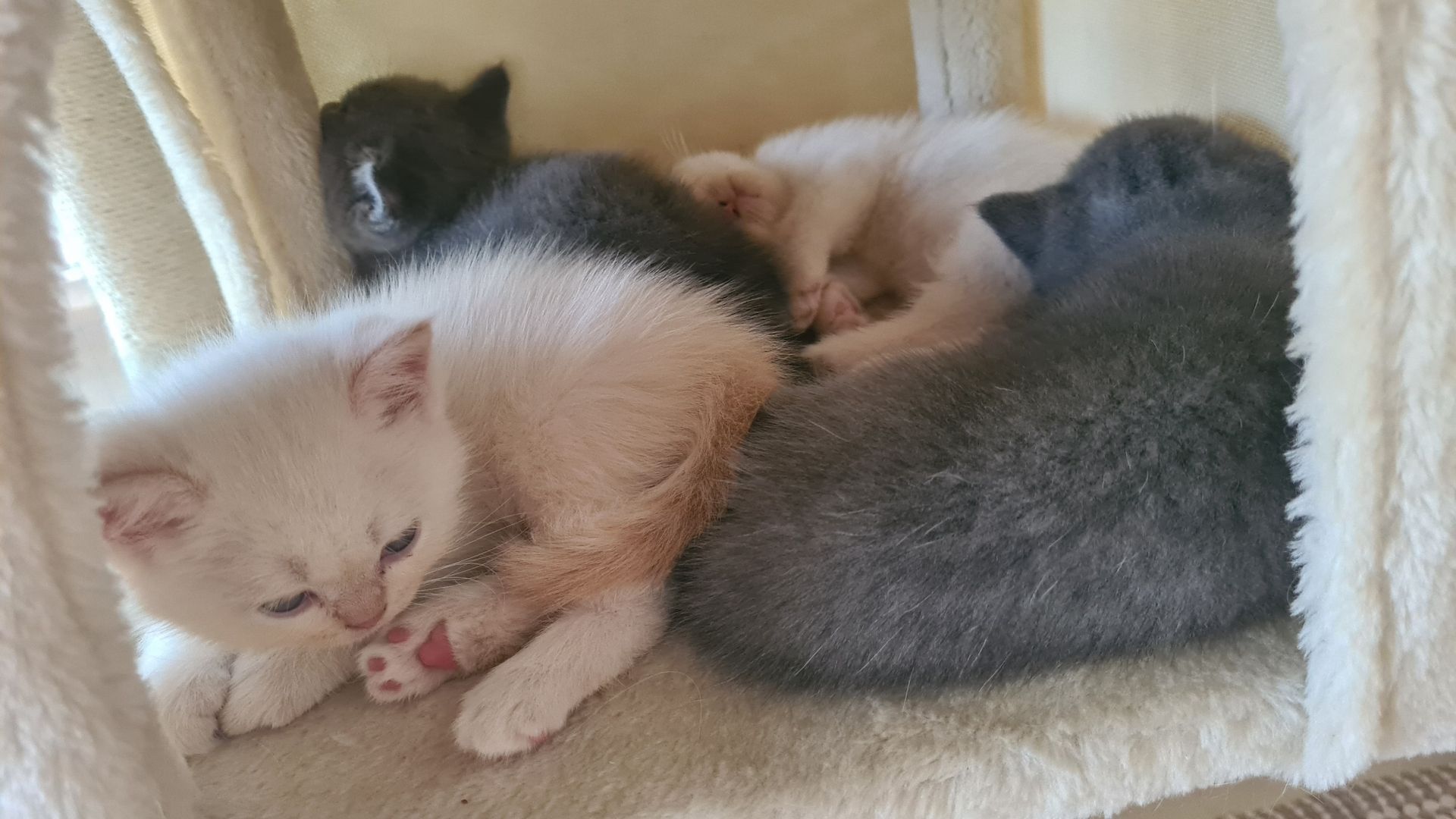 Katzenbabys Britisch Langhaarmix