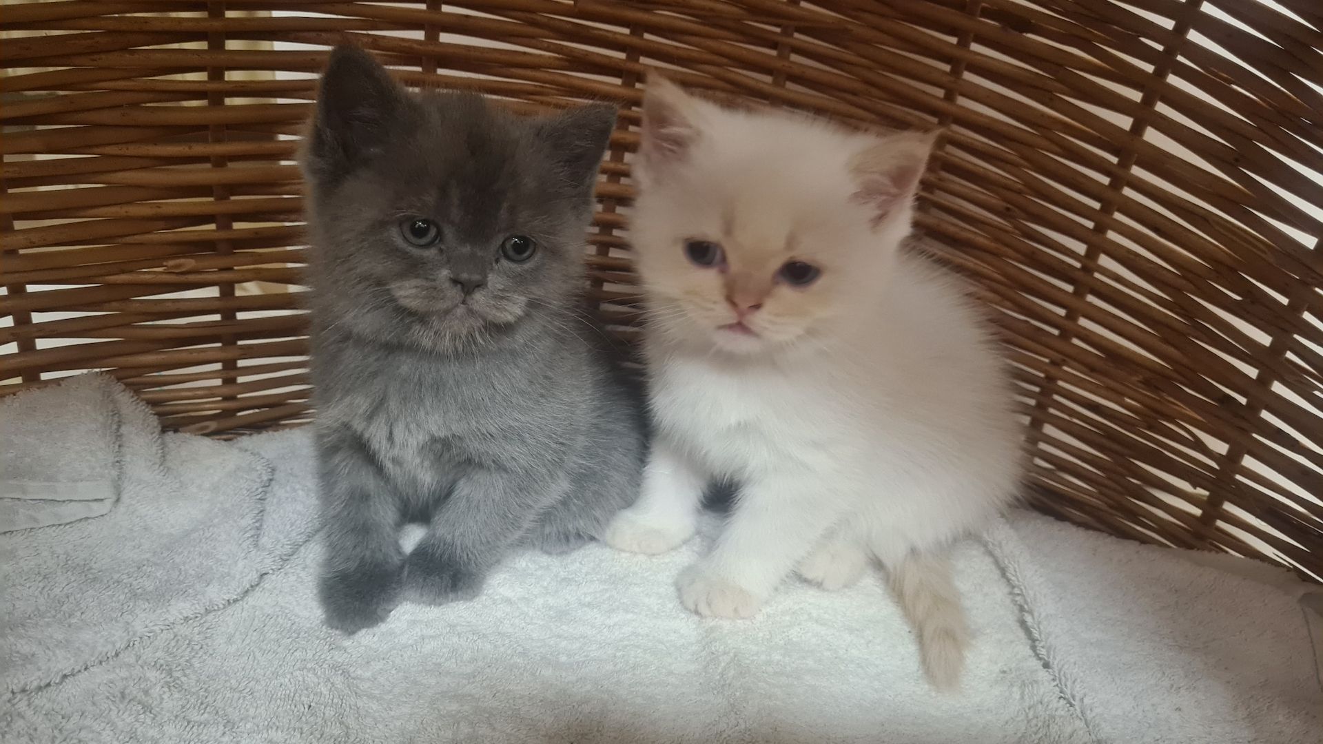 Katzenbabys Britisch Langhaarmix