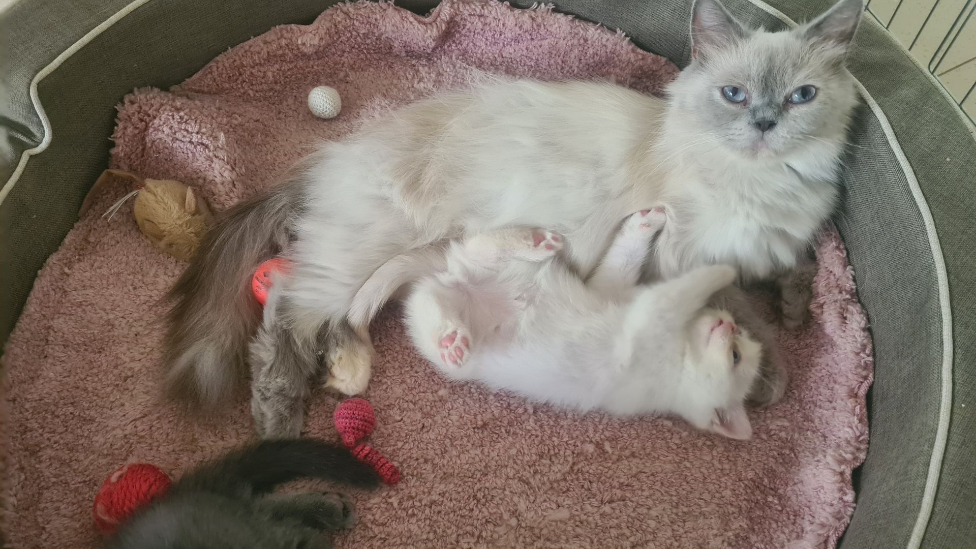 Katzenbabys Britisch Langhaarmix