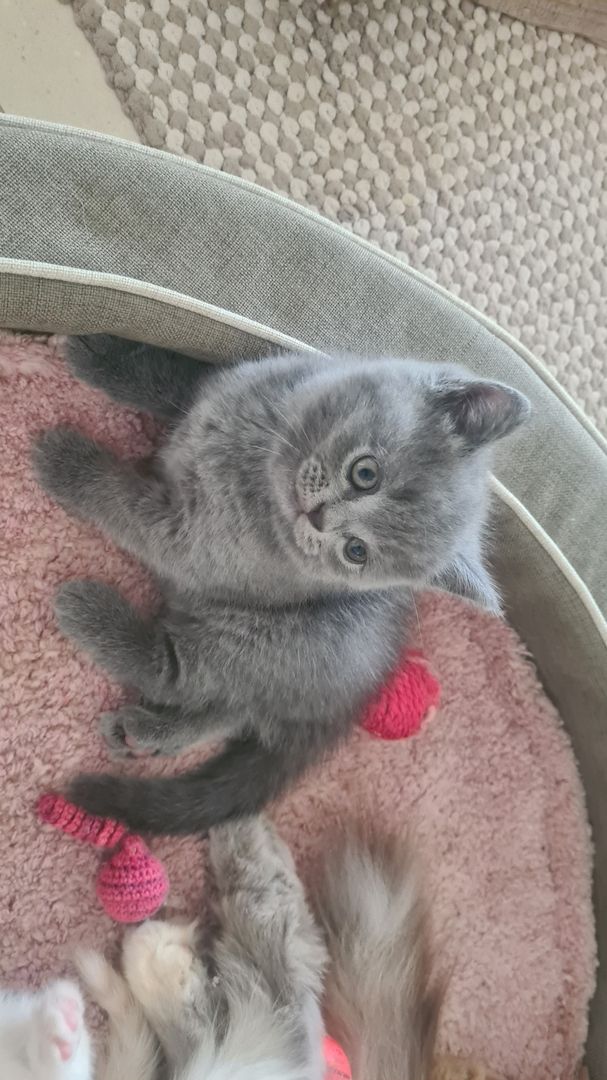 Katzenbabys Britisch Langhaarmix