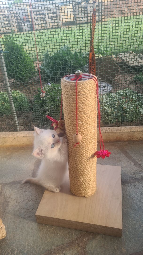 Katzenbabys Britisch Langhaarmix