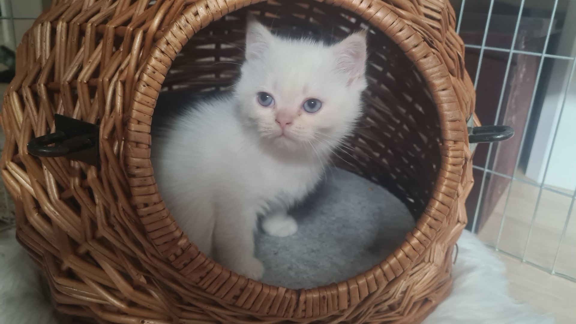 Katzenbabys Britisch Langhaarmix