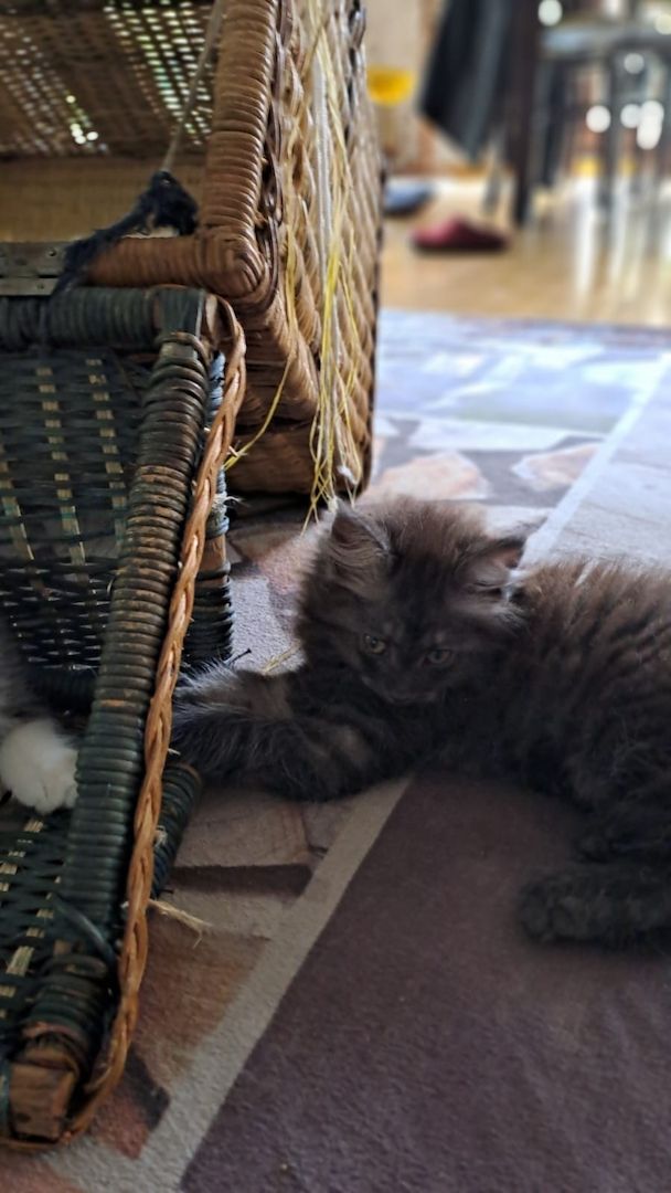 Main Coon Ragdoll Mix Kitten