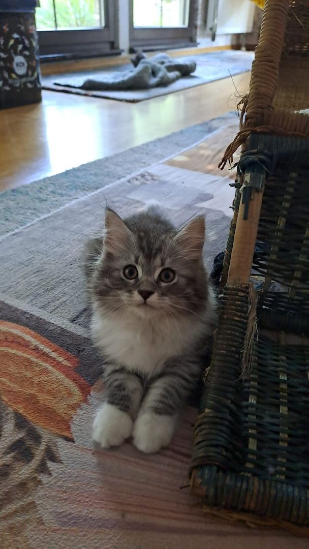 Main Coon Ragdoll Mix Kitten