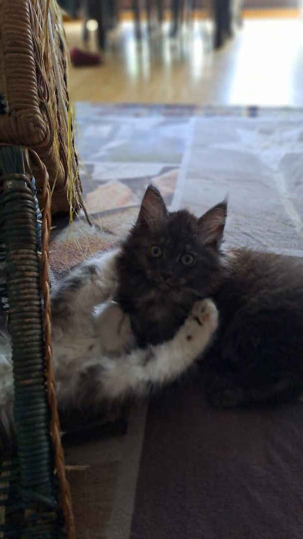 Main Coon Ragdoll Mix Kitten