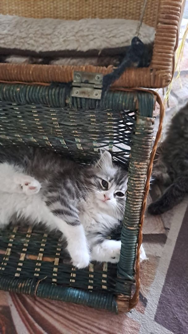 Main Coon Ragdoll Mix Kitten