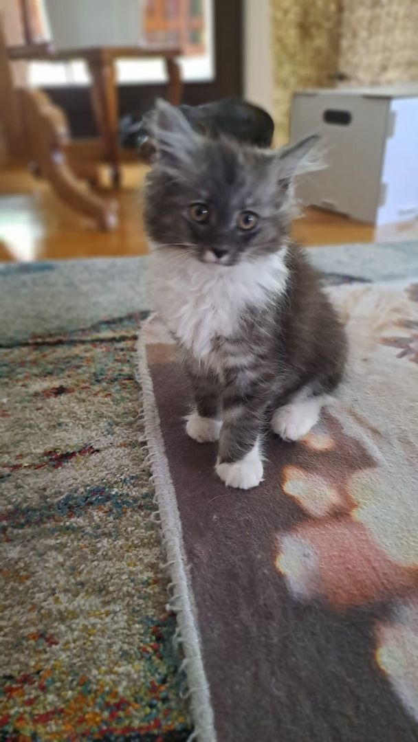 Main Coon Ragdoll Mix Kitten