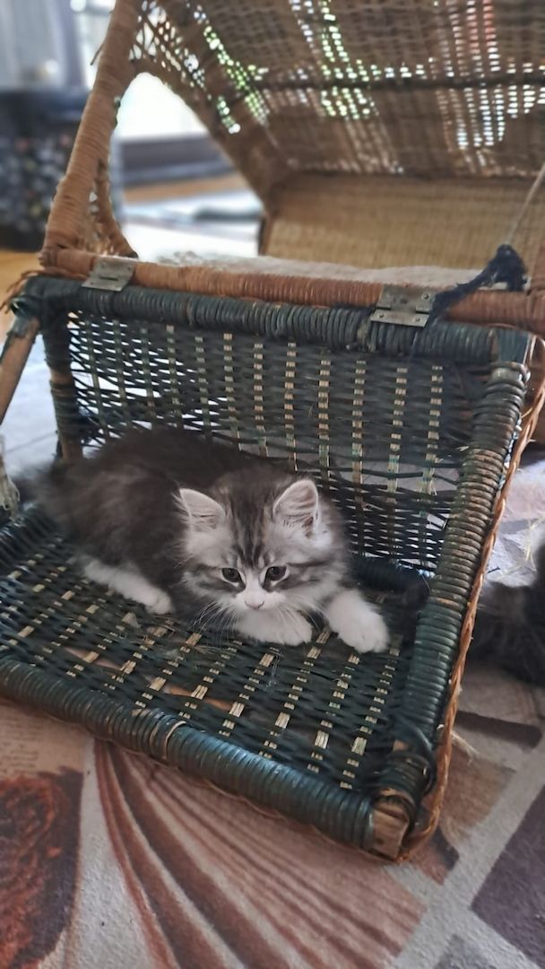 Main Coon Ragdoll Mix Kitten