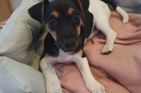 Jack Russel Hündin Jack Russel Hündin