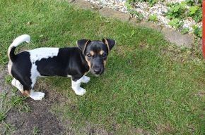 Jack Russel Hündin Jack Russel Hündin