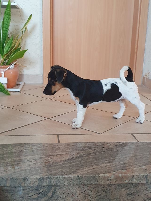 Jack Russel Hündin Jack Russel Hündin