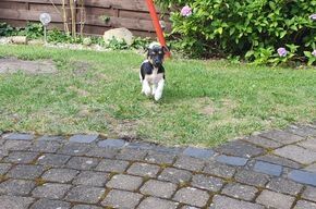 Jack Russel Hündin Jack Russel Hündin