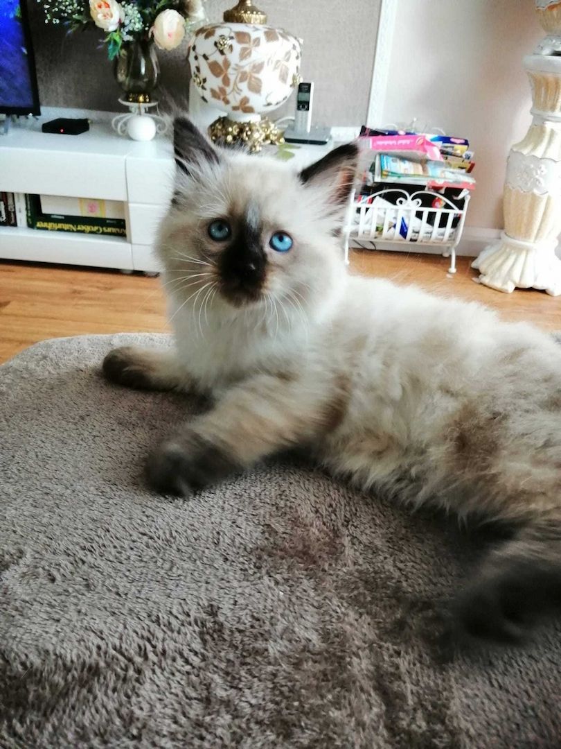 Hübscher Ragdoll Kitten (Junge)