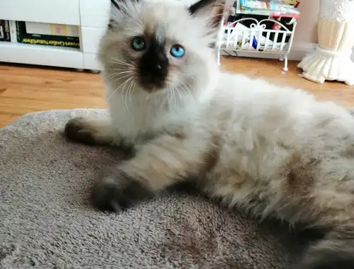Hübscher Ragdoll Kitten (Junge)