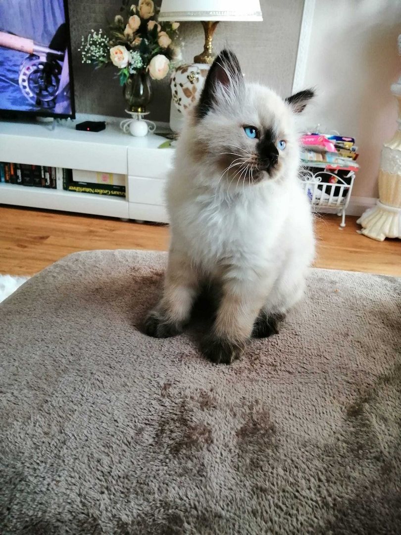 Hübscher Ragdoll Kitten (Junge)