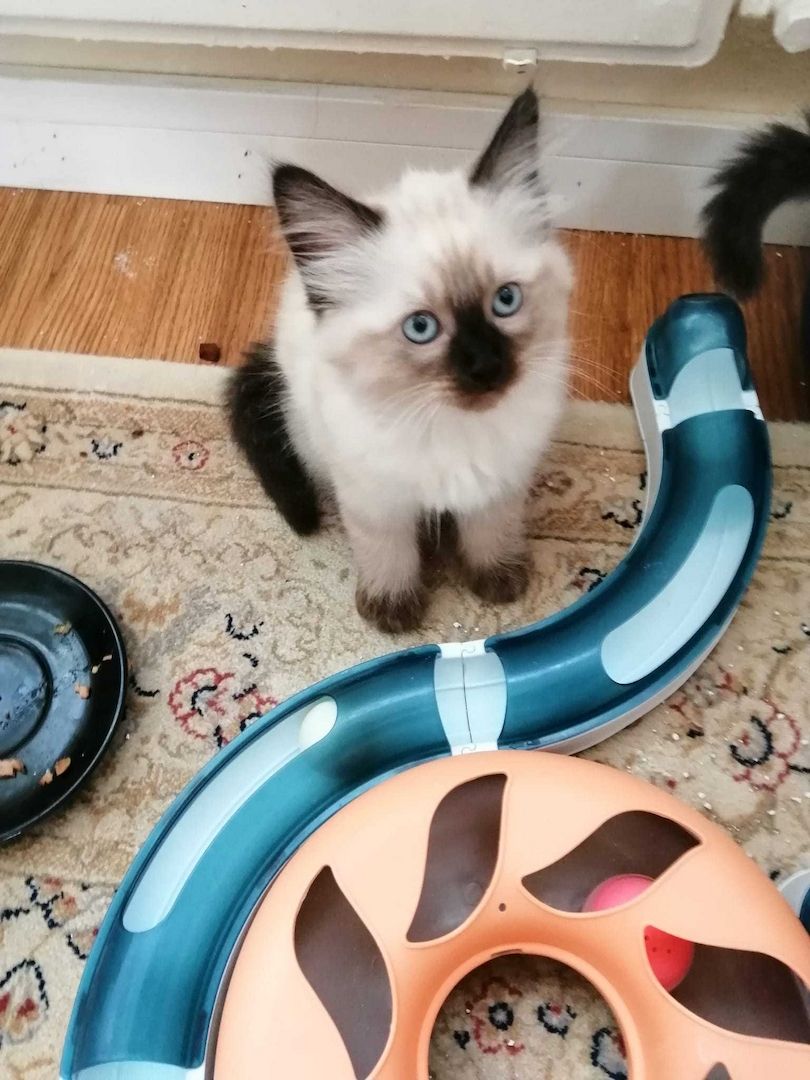 Hübscher Ragdoll Kitten (Junge)