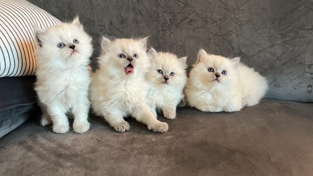 Sehr hübsche BLH kitten suchen ihre neues Zuhause