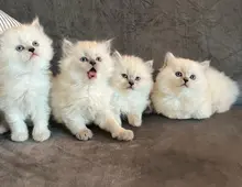 Sehr hübsche BLH kitten suchen ihre neues Zuhause
