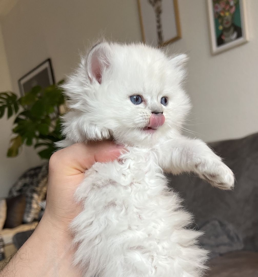 Sehr hübsche BLH kitten suchen ihre neues Zuhause