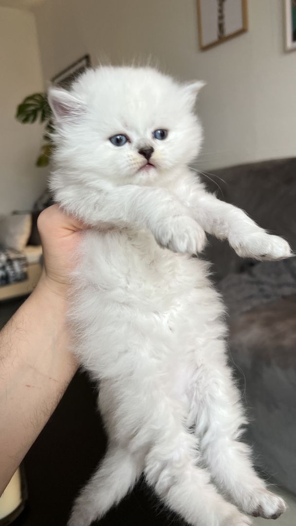 Sehr hübsche BLH kitten suchen ihre neues Zuhause