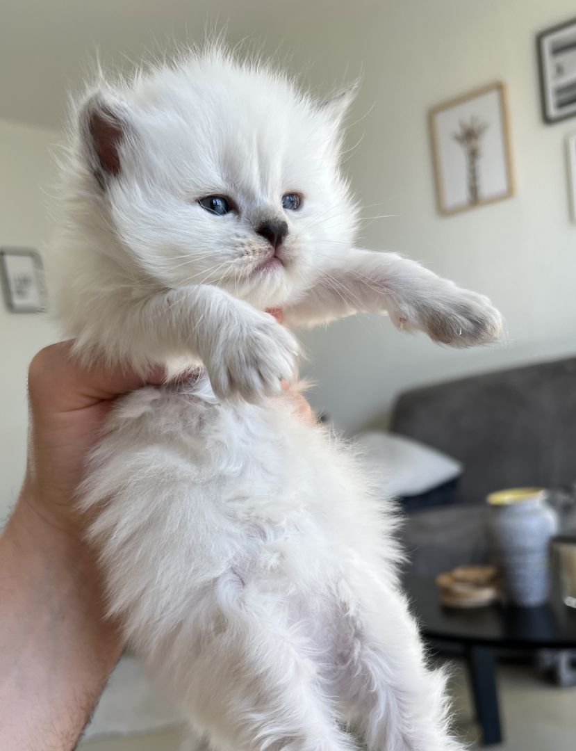 Sehr hübsche BLH kitten suchen ihre neues Zuhause