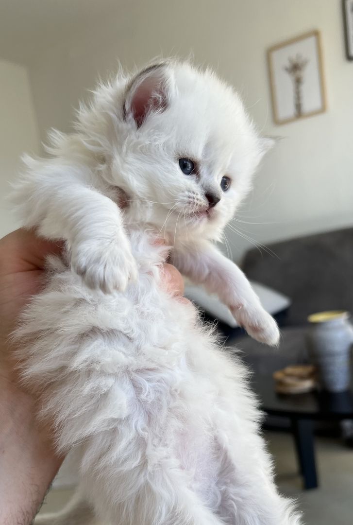 Sehr hübsche BLH kitten suchen ihre neues Zuhause