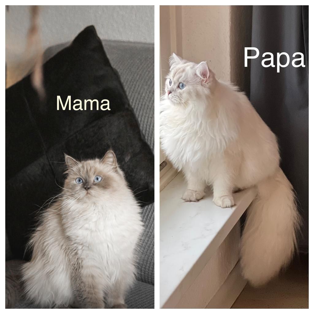 Sehr hübsche BLH kitten suchen ihre neues Zuhause