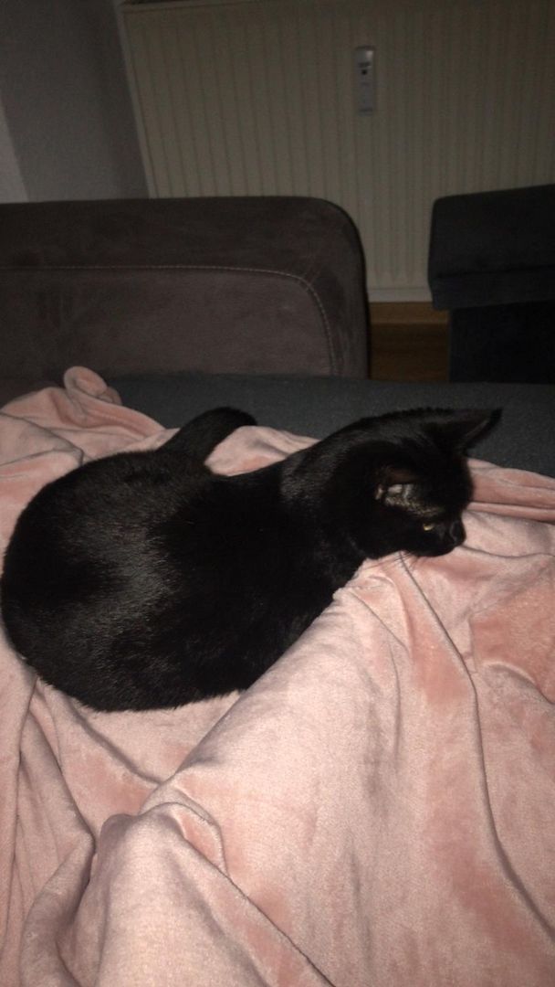 BKH Kater zu Verkaufen