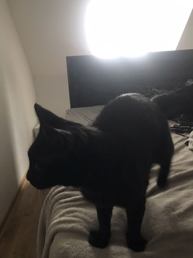 BKH Kater zu Verkaufen