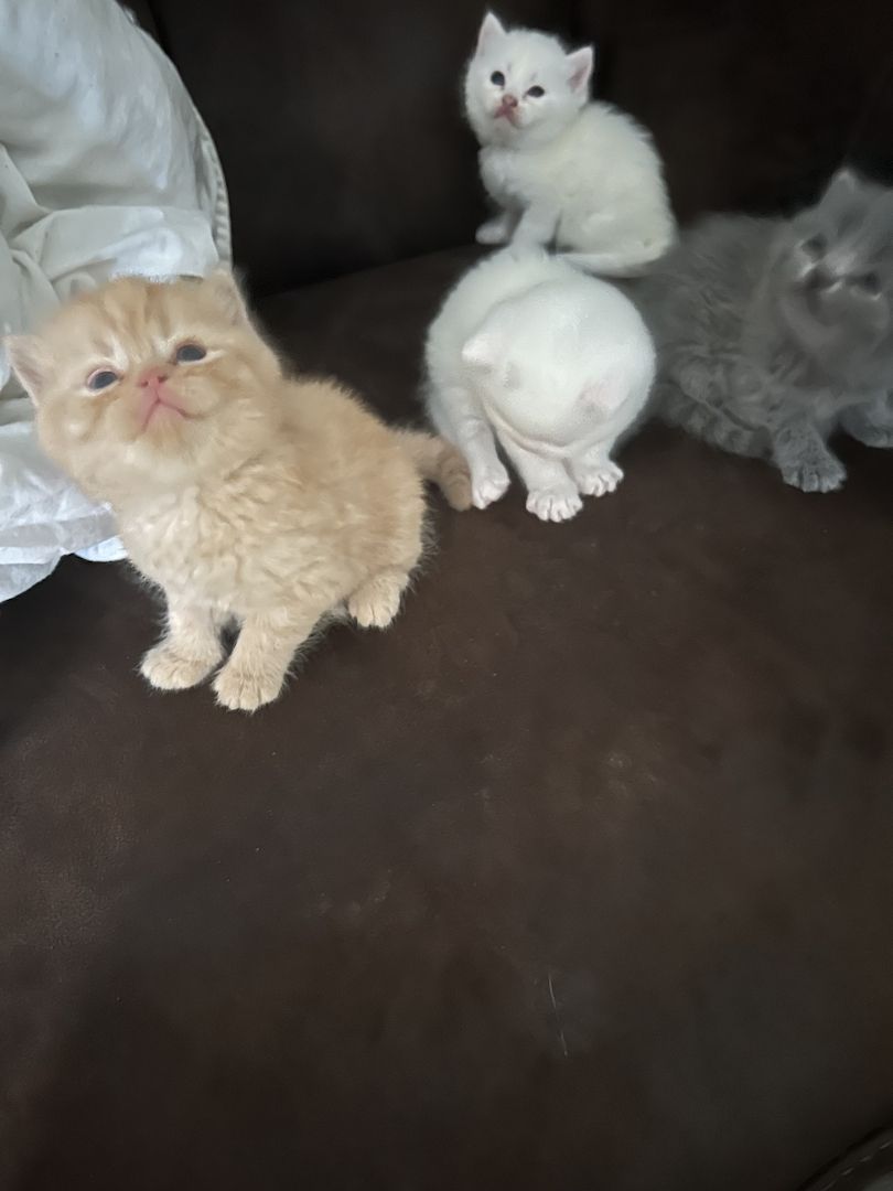 Süße Kittens Süße Kittens