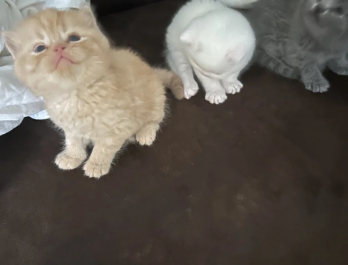 Süße Kittens