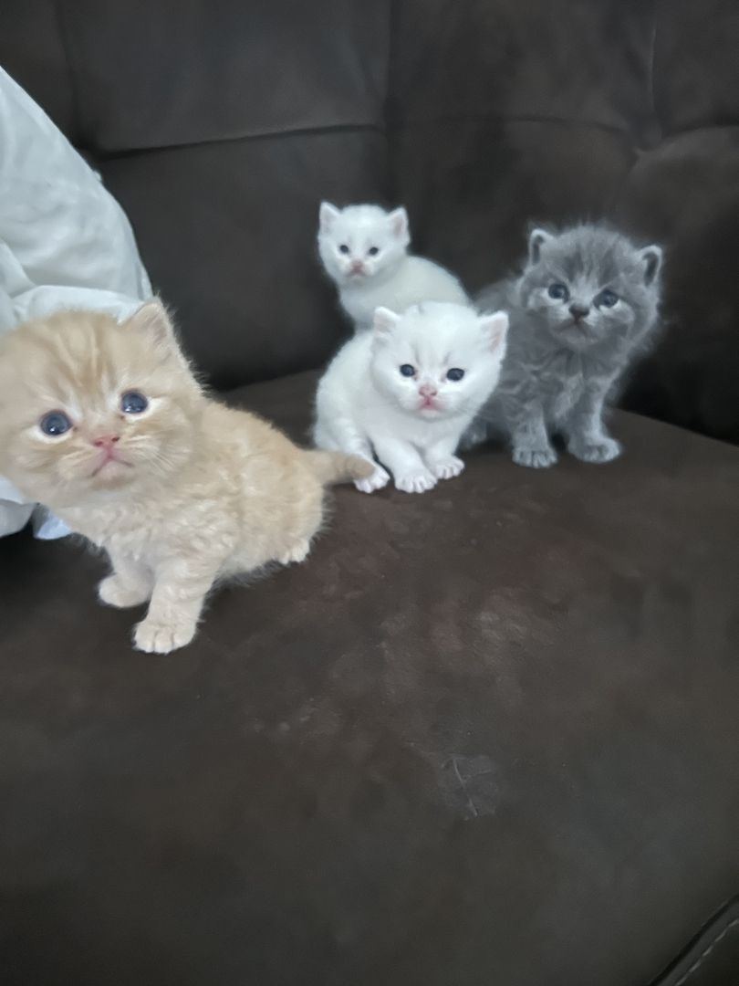Süße Kittens Süße Kittens