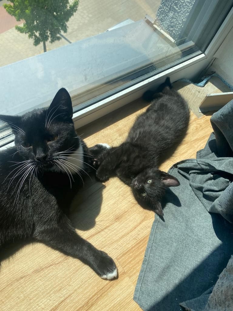 6 wunderschöne Baby Kater