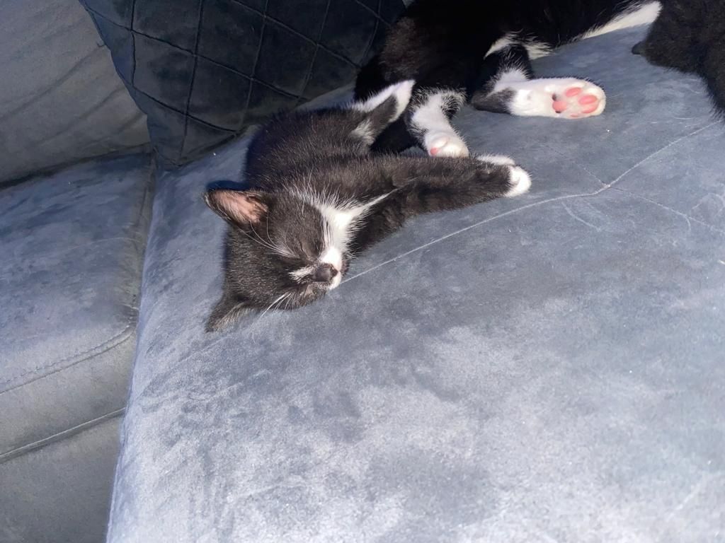 6 wunderschöne Baby Kater