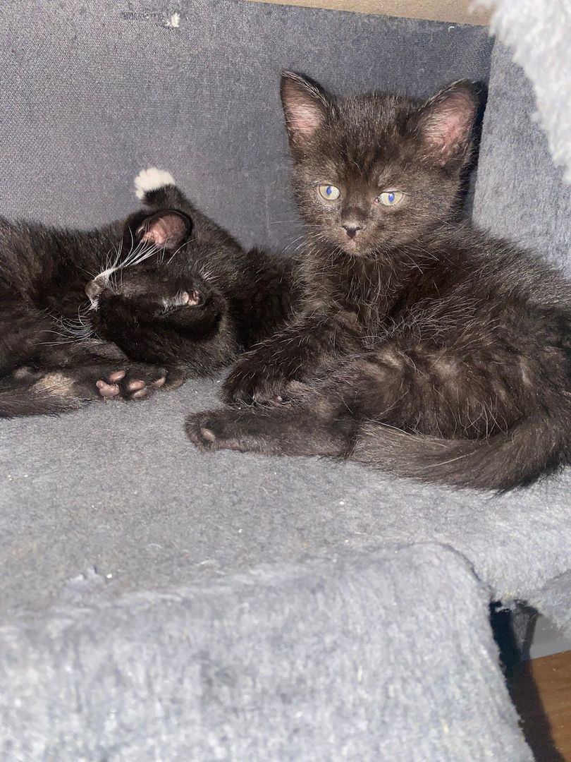 6 wunderschöne Baby Kater