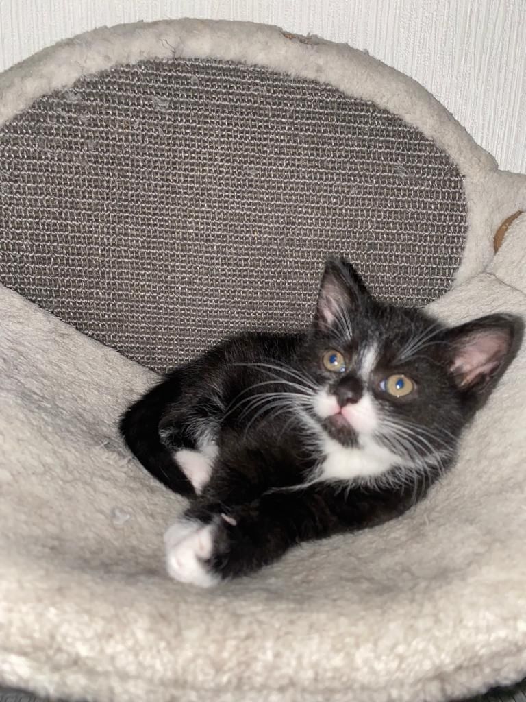 6 wunderschöne Baby Kater